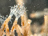  (Nolella - HMSC174-01665)  @11 [ ] by-nc-sa  Unspecified Huntsman Marine Science Centre