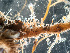  ( - HMSC174-01665)  @11 [ ] by-nc-sa  Unspecified Huntsman Marine Science Centre
