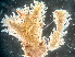  ( - HMSC174-01666)  @11 [ ] by-nc-sa  Unspecified Huntsman Marine Science Centre