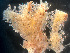  ( - HMSC174-01666)  @11 [ ] by-nc-sa  Unspecified Huntsman Marine Science Centre