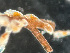  (Hippothoidae - HMSC174-01669)  @11 [ ] by-nc-sa  Unspecified Huntsman Marine Science Centre