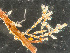  ( - HMSC174-01669)  @11 [ ] by-nc-sa  Unspecified Huntsman Marine Science Centre