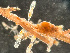  ( - HMSC174-01671)  @11 [ ] by-nc-sa  Unspecified Huntsman Marine Science Centre