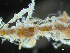  ( - HMSC174-01671)  @11 [ ] by-nc-sa  Unspecified Huntsman Marine Science Centre