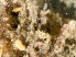 ( - HMSC174_03003)  @11 [ ] by-nc-sa  Unspecified Huntsman Marine Science Centre