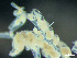  ( - HMSC174_03003)  @11 [ ] by-nc-sa  Unspecified Huntsman Marine Science Centre
