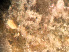  ( - HMSC174_03004)  @11 [ ] by-nc-sa  Unspecified Huntsman Marine Science Centre