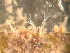  ( - HMSC174_03004)  @11 [ ] by-nc-sa  Unspecified Huntsman Marine Science Centre