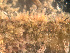  ( - HMSC174_03005)  @11 [ ] by-nc-sa  Unspecified Huntsman Marine Science Centre