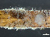  ( - HMSC174_03005)  @11 [ ] by-nc-sa  Unspecified Huntsman Marine Science Centre