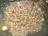  ( - HMSC174_03193)  @11 [ ] by-nc-sa  Unspecified Huntsman Marine Science Centre