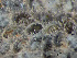  (Cauloramphus - HMSC174-03418)  @11 [ ] by-nc-sa  Unspecified Huntsman Marine Science Centre
