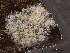  ( - HMSC174-03418)  @11 [ ] by-nc-sa  Unspecified Huntsman Marine Science Centre