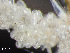  (Celleporella - HMSC174-03561)  @11 [ ] by-nc-sa  Unspecified Huntsman Marine Science Centre