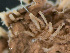  ( - HMSC174-03617)  @11 [ ] by-nc-sa  Unspecified Huntsman Marine Science Centre