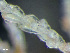  ( - HMSC174-03618)  @11 [ ] by-nc-sa  Unspecified Huntsman Marine Science Centre