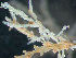  ( - HMSC174-03618)  @11 [ ] by-nc-sa  Unspecified Huntsman Marine Science Centre