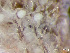  ( - HMSC174-03626)  @11 [ ] by-nc-sa  Unspecified Huntsman Marine Science Centre