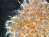  ( - HMSC174-03636)  @11 [ ] by-nc-sa  Unspecified Huntsman Marine Science Centre