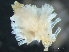  (Plagioeciidae - HMSC174-03678)  @11 [ ] by-nc-sa  Unspecified Huntsman Marine Science Centre