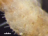  ( - HMSC174-03679)  @11 [ ] by-nc-sa  Unspecified Huntsman Marine Science Centre
