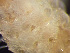  (Microporellidae - HMSC174-03679)  @11 [ ] by-nc-sa  Unspecified Huntsman Marine Science Centre