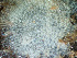  ( - HMSC174-03681)  @11 [ ] by-nc-sa  Unspecified Huntsman Marine Science Centre