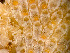  ( - HMSC174_03953)  @11 [ ] by-nc-sa  Unspecified Huntsman Marine Science Centre