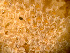  ( - HMSC174_03954)  @11 [ ] by-nc-sa  Unspecified Huntsman Marine Science Centre
