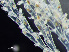  ( - HMSC174-00132)  @11 [ ] by-nc-sa  Unspecified Huntsman Marine Science Centre