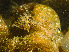  ( - HMSC174-00132)  @11 [ ] CreativeCommons - Attribution Non-Commercial Share-Alike (2023) Unspecified Huntsman Marine Science Centre