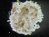  ( - HMSC174-00335)  @11 [ ] by-nc-sa  Unspecified Huntsman Marine Science Centre