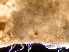 (Microporella ciliata - HMSC174-00682)  @11 [ ] by-nc-sa  Unspecified Huntsman Marine Science Centre