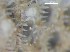  (Callopora cf. lineata - HMSC174_01088)  @11 [ ] CreativeCommons - Attribution Share-Alike (2025) Unspecified Huntsman Marine Science Centre