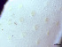  (Leieschara - HMSC174-01477)  @11 [ ] by-nc-sa  Unspecified Huntsman Marine Science Centre