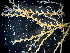  ( - HMSC174_01094)  @11 [ ] by-nc-sa  Unspecified Huntsman Marine Science Centre