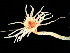  ( - HMSC174-03555)  @11 [ ] by-nc-sa  Unspecified Huntsman Marine Science Centre