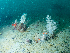  (Gersemia fruticosa - HMSC174-01484)  @11 [ ] CreativeCommons - Attribution Share-Alike (2024) Unspecified Huntsman Marine Science Centre