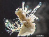  ( - HMSC174-00342)  @11 [ ] by-nc-sa  Unspecified Huntsman Marine Science Centre