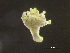  (Haliclystus - HMSC174-00651)  @11 [ ] by-nc-sa  Unspecified Huntsman Marine Science Centre