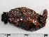  ( - HMSC174-01567)  @11 [ ] by-nc-sa  Unspecified Huntsman Marine Science Centre