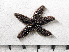  ( - HMSC174-01681)  @11 [ ] by-nc-sa  Unspecified Huntsman Marine Science Centre