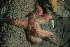  ( - HMSC174-01437)  @11 [ ] CreativeCommons - Attribution Share-Alike (2025) Unspecified Huntsman Marine Science Centre