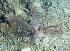  ( - HMSC174-01567)  @11 [ ] CreativeCommons - Attribution Share-Alike (2025) Unspecified Huntsman Marine Science Centre