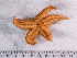  ( - HMSC174_02506)  @11 [ ] CreativeCommons - Attribution Share-Alike (2025) Unspecified Huntsman Marine Science Centre