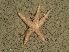  ( - HMSC174_02507)  @11 [ ] CreativeCommons - Attribution Share-Alike (2025) Unspecified Huntsman Marine Science Centre