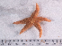  ( - HMSC174_02507)  @11 [ ] CreativeCommons - Attribution Share-Alike (2025) Unspecified Huntsman Marine Science Centre