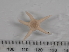  ( - HMSC174-01549)  @11 [ ] CreativeCommons - Attribution Share-Alike (2025) Unspecified Huntsman Marine Science Centre
