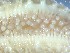  ( - HMSC174_02507)  @11 [ ] CreativeCommons - Attribution Share-Alike (2025) Unspecified Huntsman Marine Science Centre