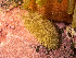  ( - HMSC174_01057)  @11 [ ] by-nc-sa  Unspecified Huntsman Marine Science Centre